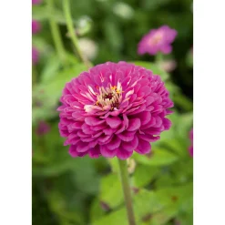 SIEMEN ISOTSINNIA ROYAL PURPLE HR3