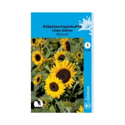 SIEMEN KÄÄPIÖAURINGONKUKKA WAOOH! HR5