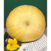 SIEMEN KURPITSA YELLOW PUMPKIN HR3
