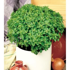 SIEMEN MAUSTEBASILIKA BUSH BALL PIENILEHT HR3