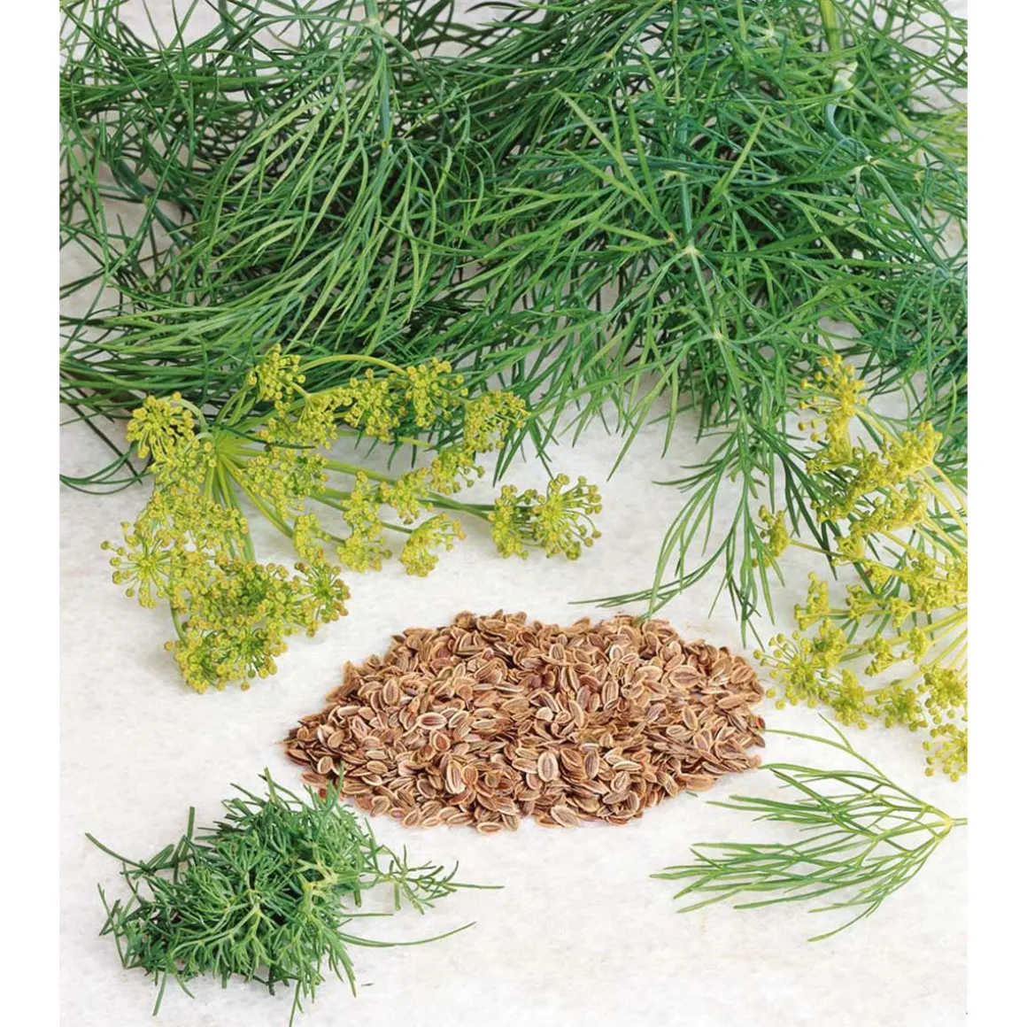 SIEMEN PENSASTILLI FERNLEAF HR3