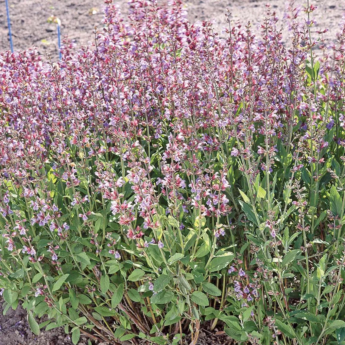 SIEMEN SALVIA HR4
