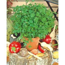 SIEMEN SILEÄLEHTINEN PERSILJA COMUN 3 HR2