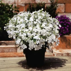 SIEMEN SINILOBELIA WHITE LADY HR3