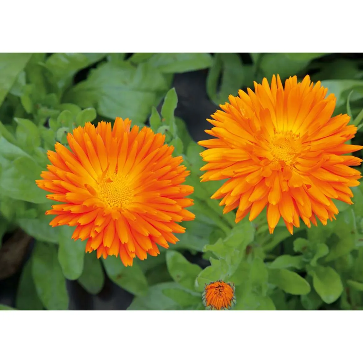 SIEMEN TARHAKEHÄKUKKA BALLS ORANGE HR2