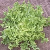 SIEMEN FRISÉE-SALAATTI RUFFEC/DE MEAUX HR2