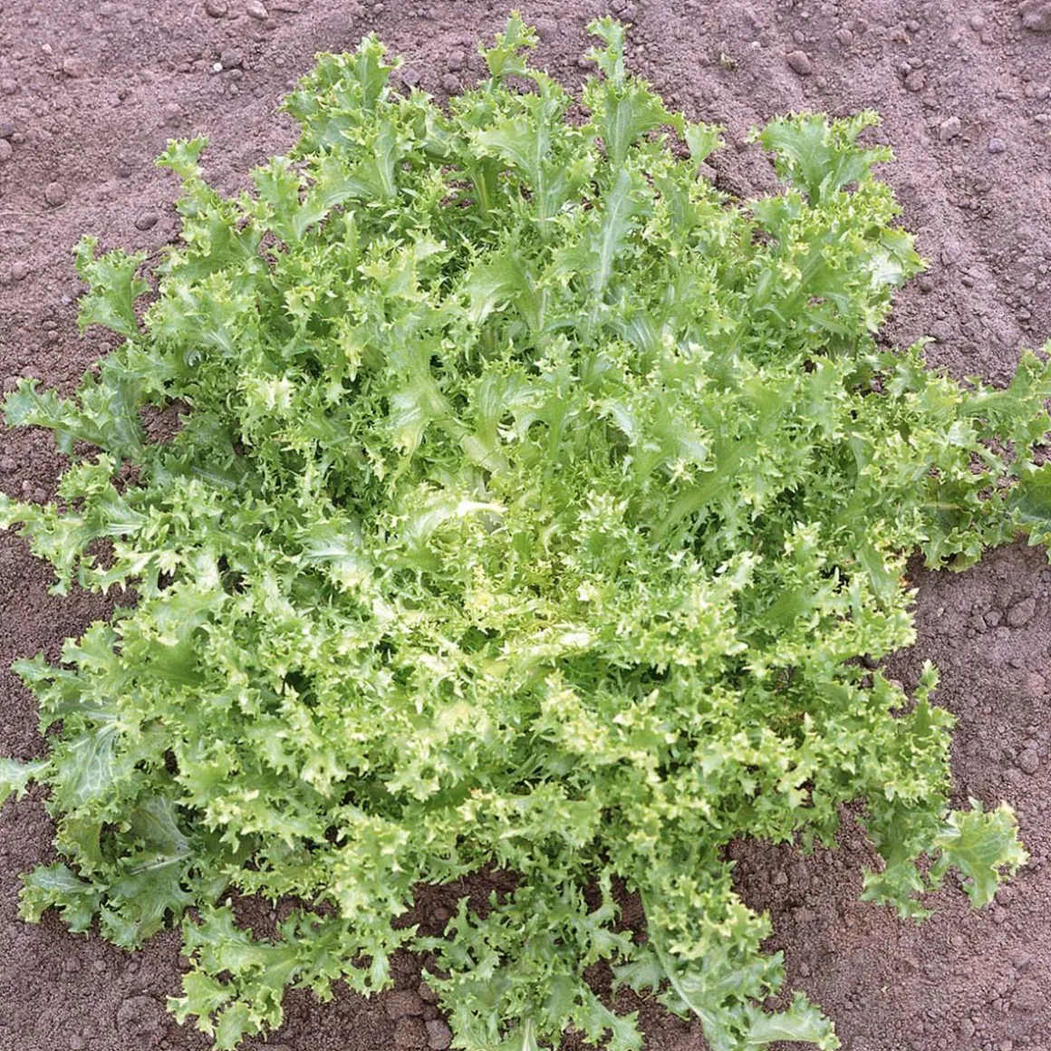 SIEMEN FRISÉE-SALAATTI RUFFEC/DE MEAUX HR2