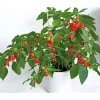 SIEMEN HAVANNAPAPRIKA HABANERO RED HR5