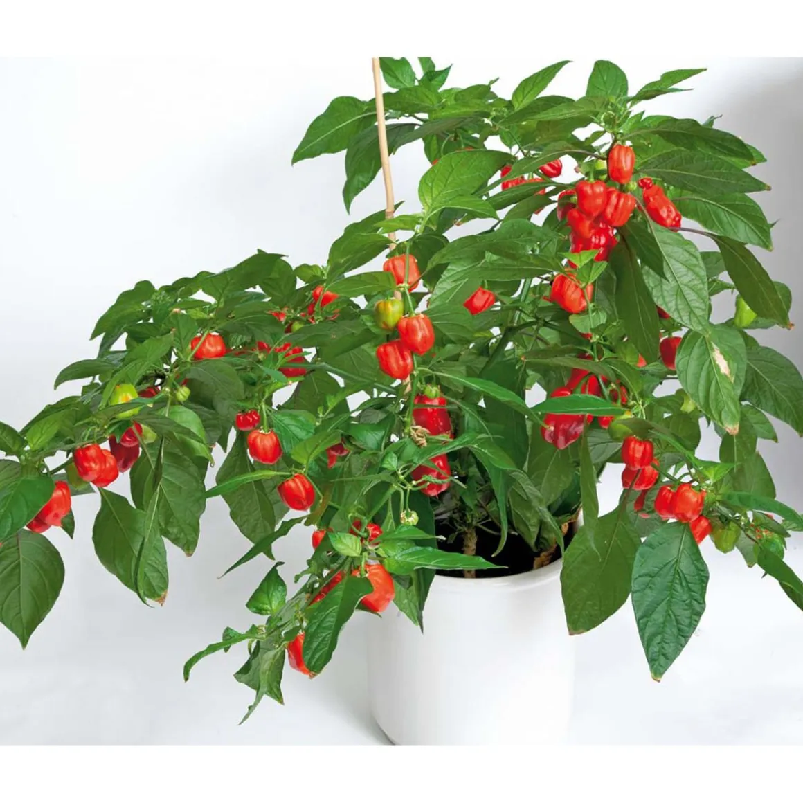 SIEMEN HAVANNAPAPRIKA HABANERO RED HR5