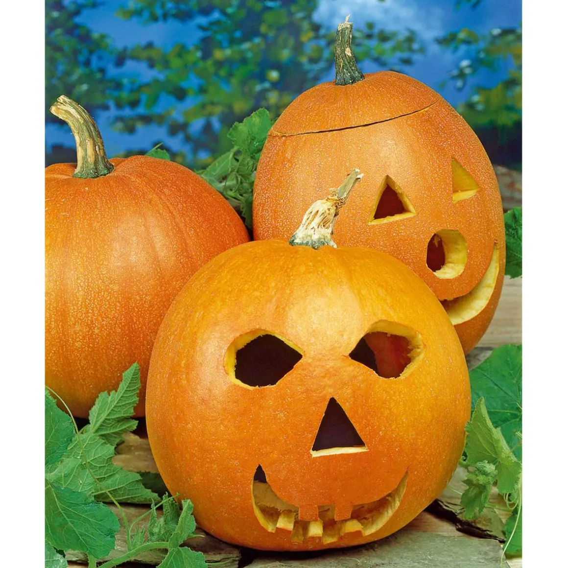 SIEMEN JÄTTILÄISKURPITSA JACK O'LANTERN HR4