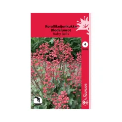 SIEMEN KORALLIKEIJUNKUKKA RUBY BELLS HR4