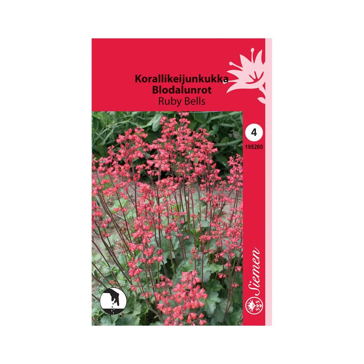 SIEMEN KORALLIKEIJUNKUKKA RUBY BELLS HR4
