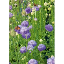 SIEMEN KOREATÖRMÄKUKKA LAVENDERBLUE HR3