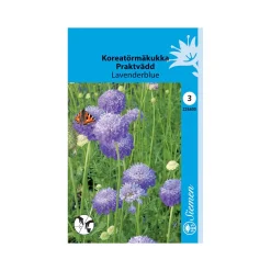 SIEMEN KOREATÖRMÄKUKKA LAVENDERBLUE HR3
