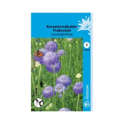 SIEMEN KOREATÖRMÄKUKKA LAVENDERBLUE HR3