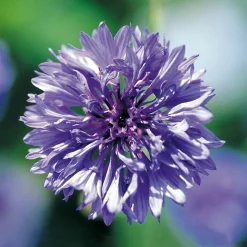 SIEMEN LUOMU RUISKAUNOKKI BLUE BALL