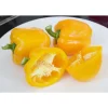 SIEMEN PAPRIKA YELLOW CALIFORNIA WONDER HR4