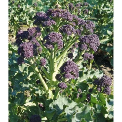 SIEMEN PARSAKAALI EARLY PURPLE SPROUTING HR4