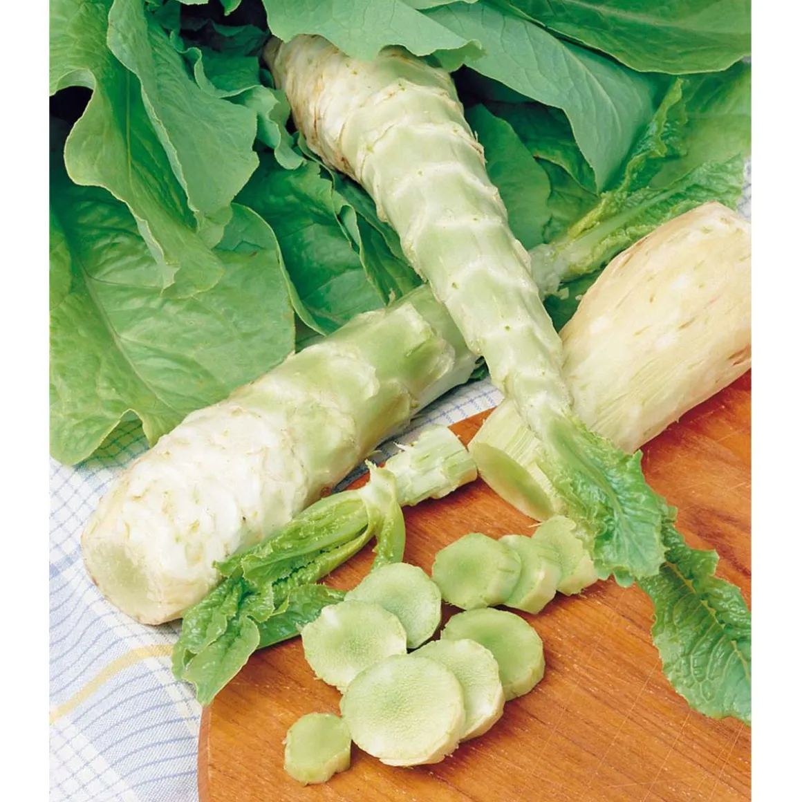SIEMEN PARSASALAATTI CELTUCE HR3
