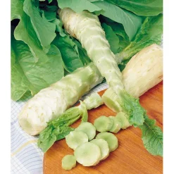 SIEMEN PARSASALAATTI CELTUCE HR3