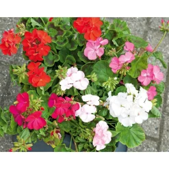 SIEMEN PELARGONI SUPER HYBRID MIX F2 HR6