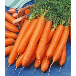 SIEMEN PORKKANA BERLICUM 2 HR2