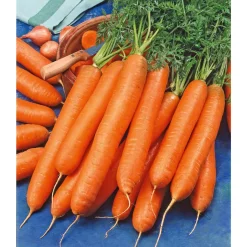 SIEMEN PORKKANA SIEMENNAUHA BERLICUM 2 HR5