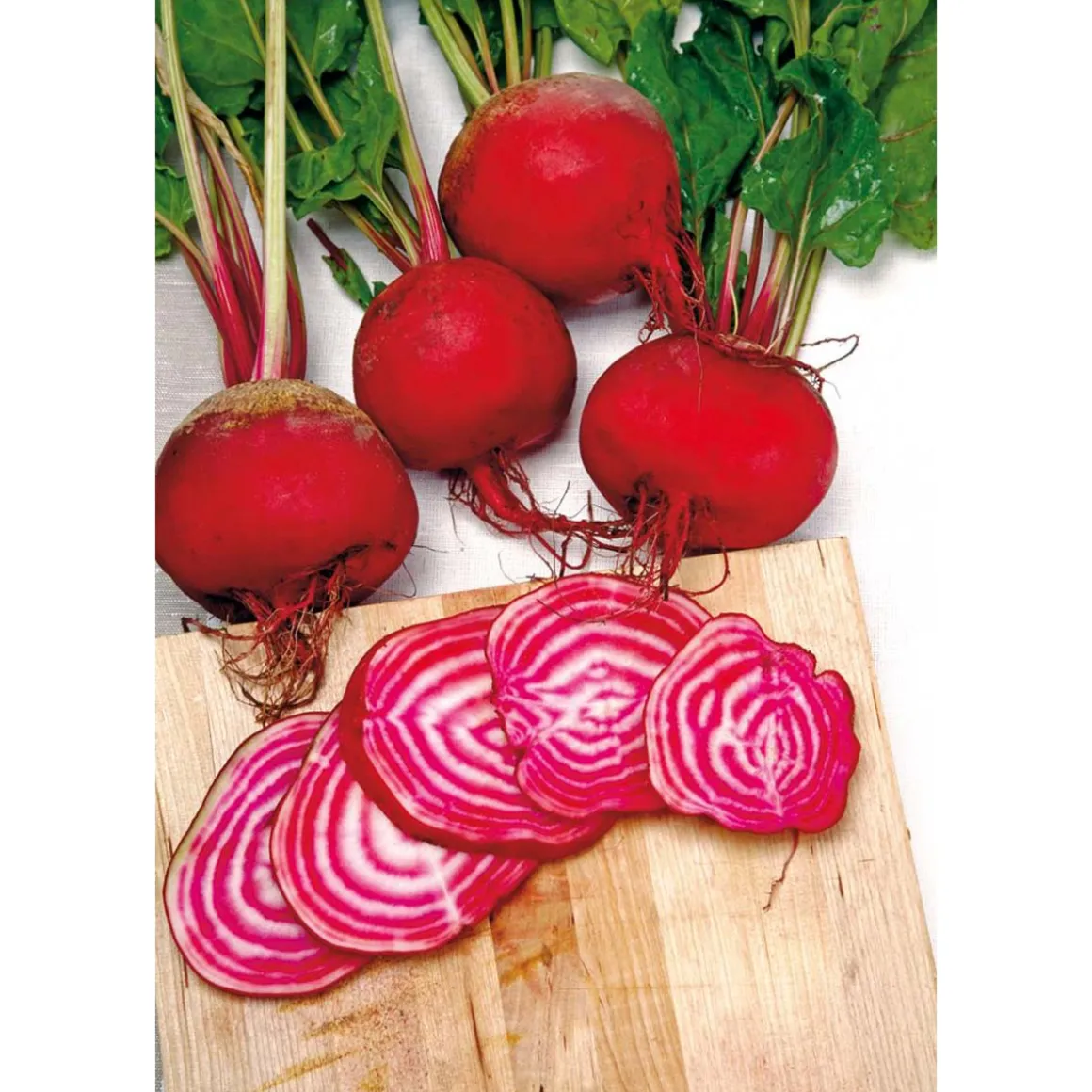 SIEMEN PUNAJUURIKAS CHIOGGIA HR3