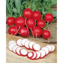 SIEMEN RETIISI CHERRY BELLE HR2