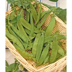 SIEMEN SOKERIHERNE SUGAR DWARF SWEET GREEN HR3