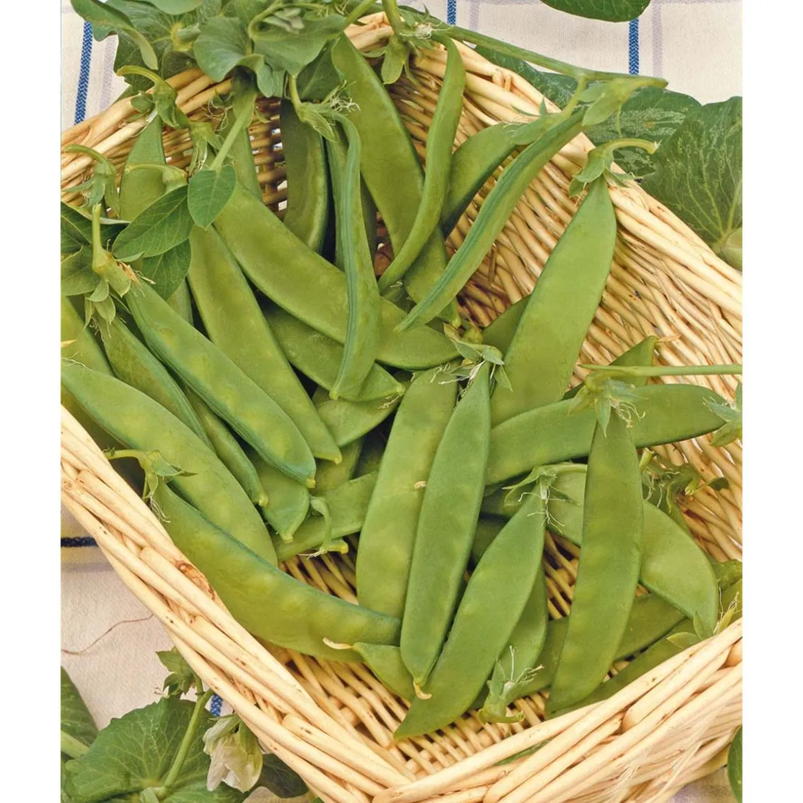 SIEMEN SOKERIHERNE SUGAR DWARF SWEET GREEN HR3
