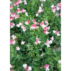 SIEMEN TUOKSUHERNE PINK CUPID HR4