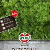 SPERLI PERSILJA MENUETTE ANN  F