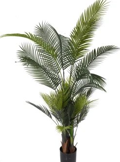 TEKOKASVI PALMU 177CM