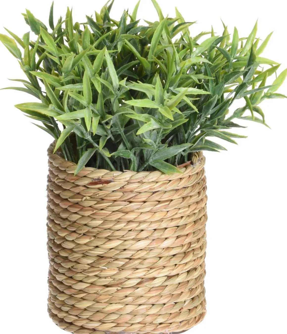 TEKOKASVI RUUKUSSA 23CM