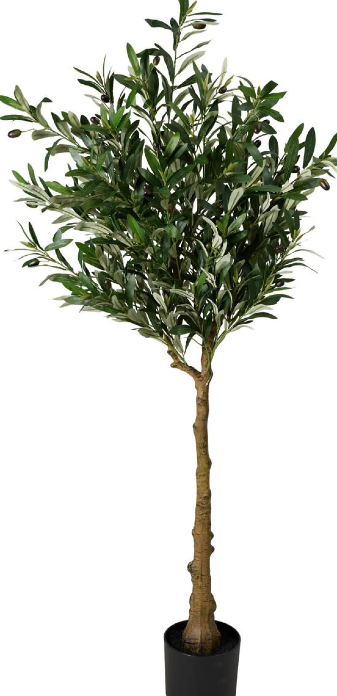 TEKO OLIIVIPUU 155CM