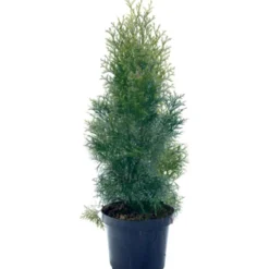 TIMANTTITUIJA 120 CM RK 24CM