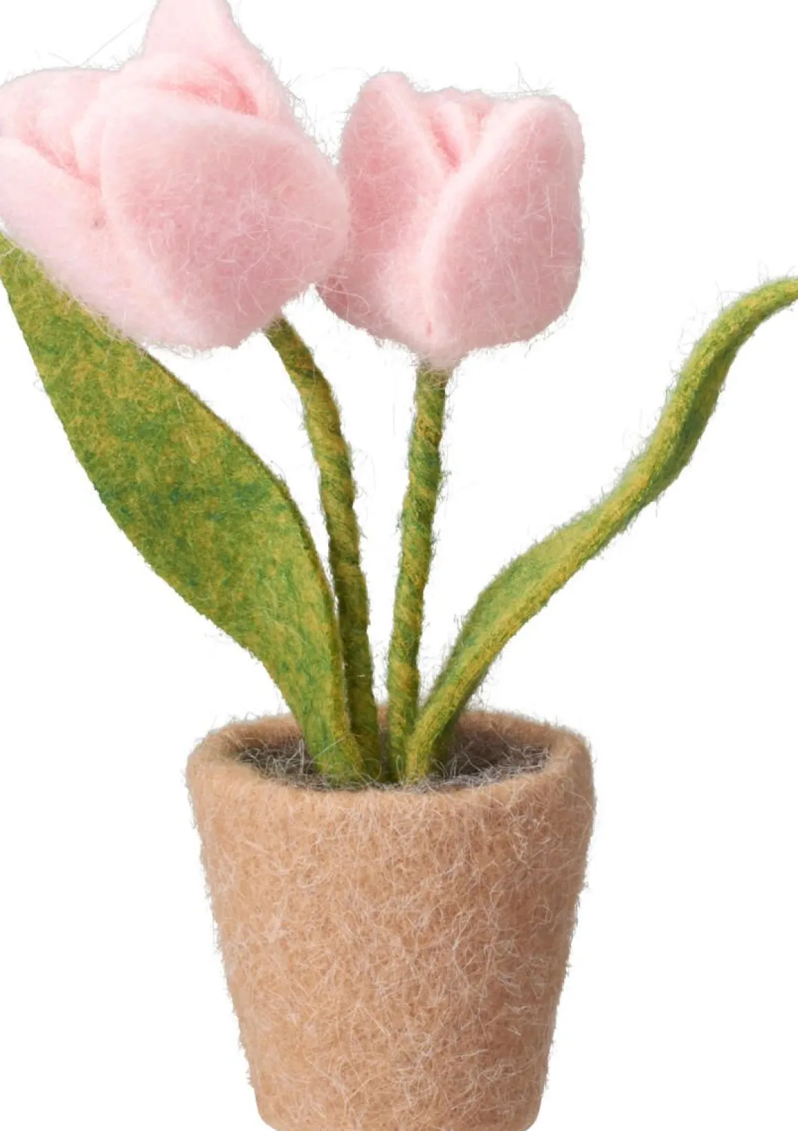 TULPPAANIT RUUKUSSA 19CM LAJITELMA
