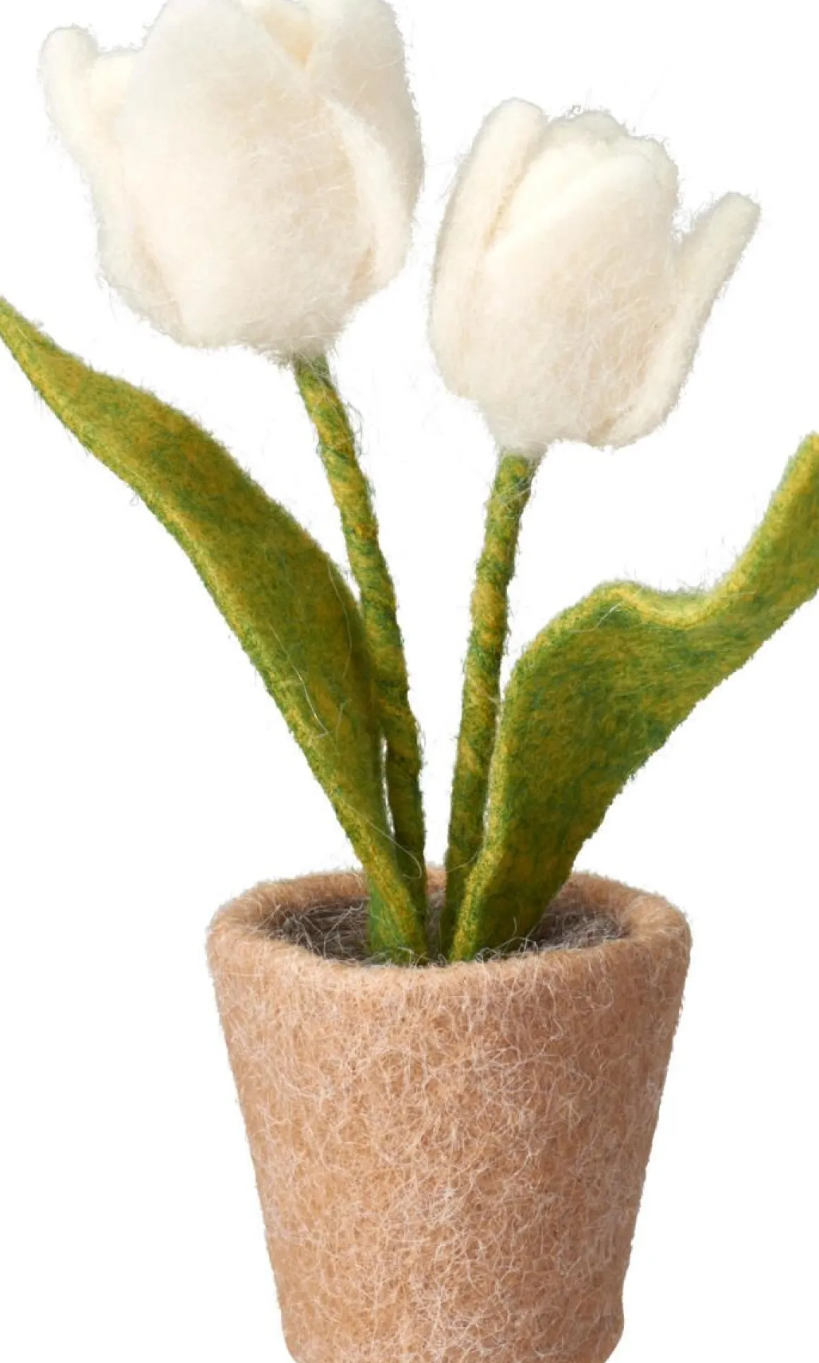 TULPPAANIT RUUKUSSA 19CM LAJITELMA